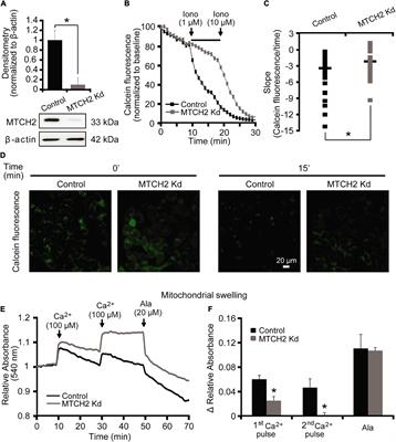 Mitochondrial Carrier Homolog 2 Functionally Co-operates With BH3 Interacting-Domain Death Agonist in Promoting Ca2+-Induced Neuronal Injury